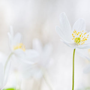 Condolences / Sympathy